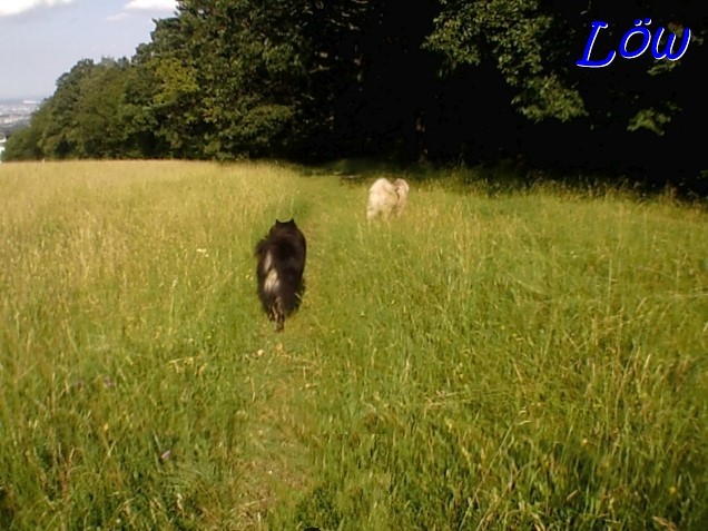 26.6.2023 - Steppenhunde